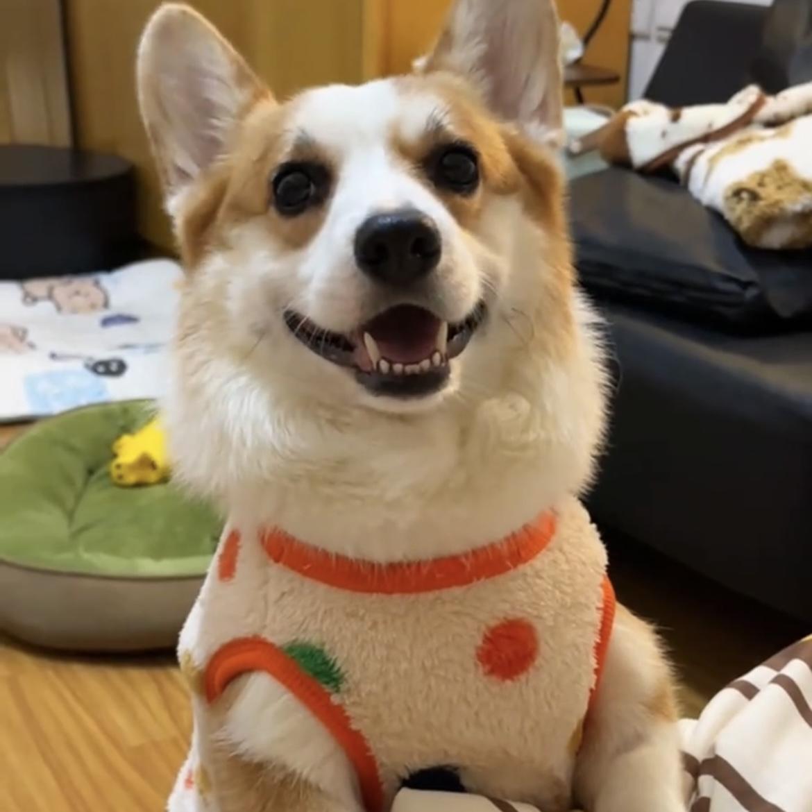 Corgi dog clothes autumn and winter clothes can be traced with fleece to keep warm, cute medium and large dog Shiba Inu French fight golden fleece