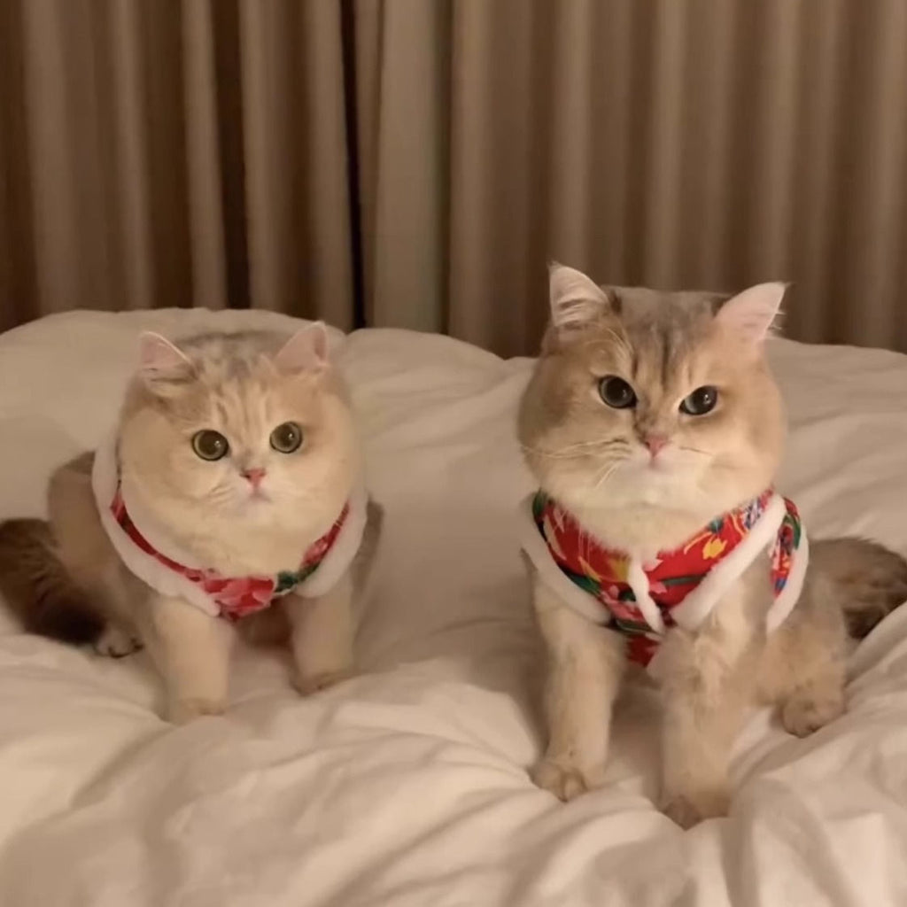 Wholesale cat clothes autumn and winter velvet thermal vest vest silver gradient puppet cat male cat northeast big flower jacket