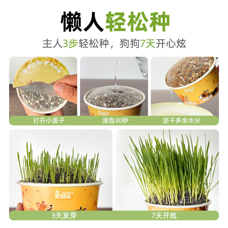 Gluttony Horse Dog Grass Dog Wheatgrass Dog Special Grass Dog Snacks Dog Supplies Lazy No Soil Dog Grass