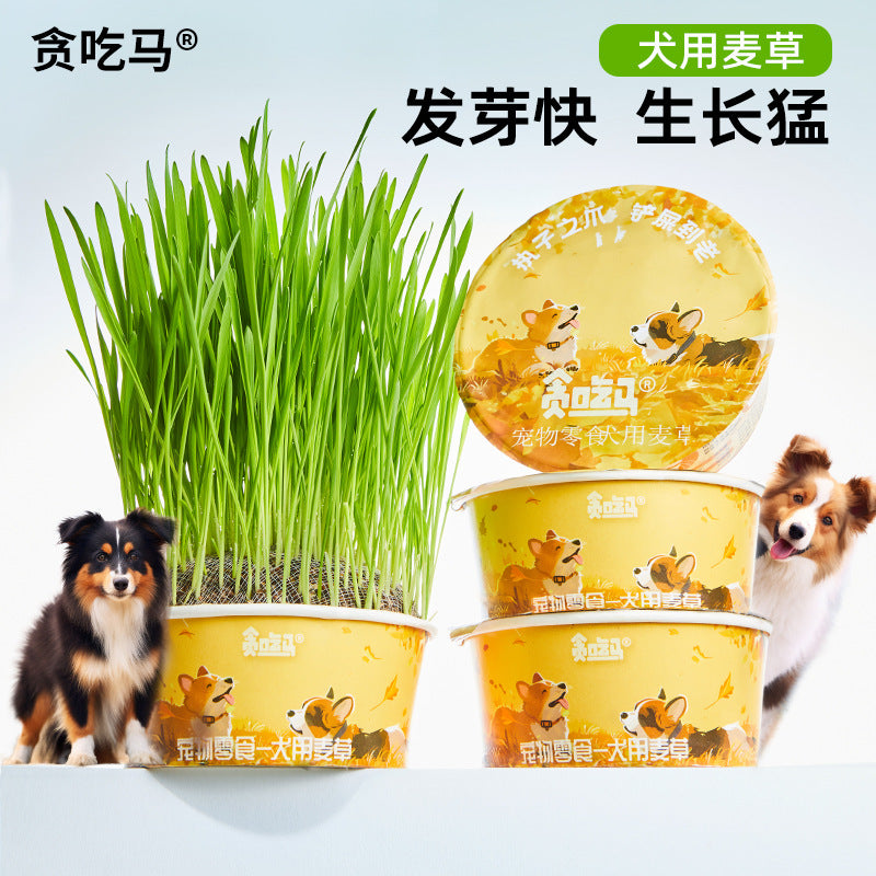 Gluttony Horse Dog Grass Dog Wheatgrass Dog Special Grass Dog Snacks Dog Supplies Lazy No Soil Dog Grass