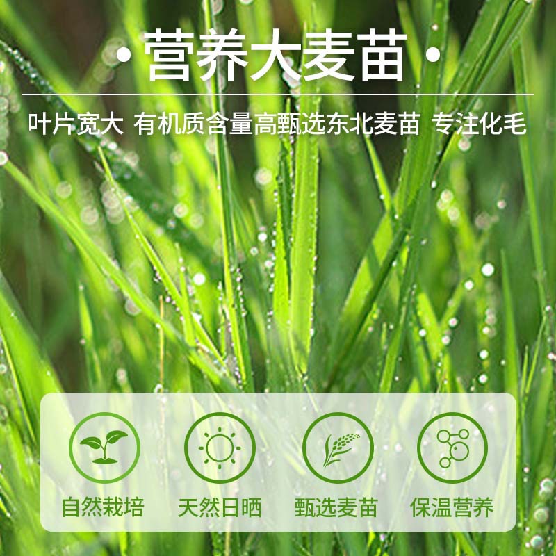 Cat snacks Freeze-dried cat grass sticks 8 pcs/bag Cat grass hairballs Cat grinding teeth Cleaning nutrition Cat snacks Wholesale