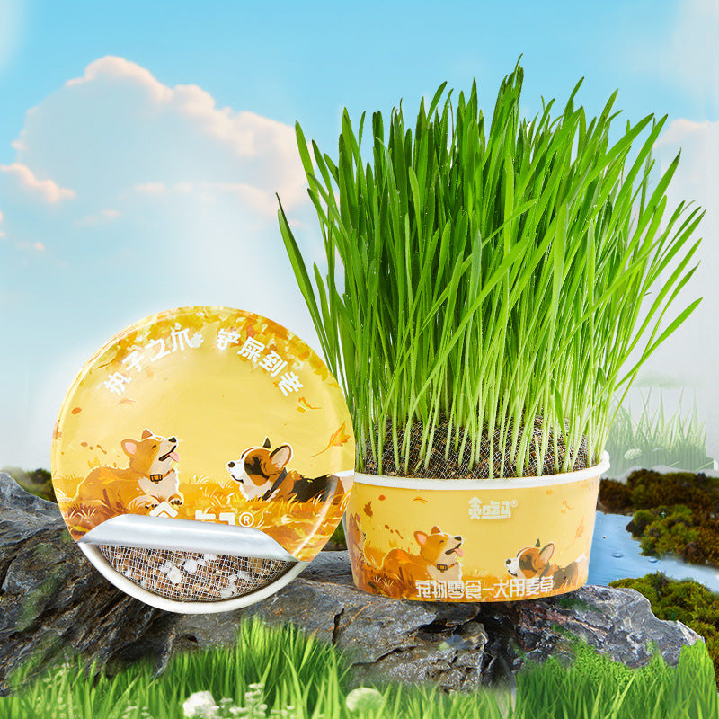 Gluttony Horse Dog Grass Dog Wheatgrass Dog Special Grass Dog Snacks Dog Supplies Lazy No Soil Dog Grass