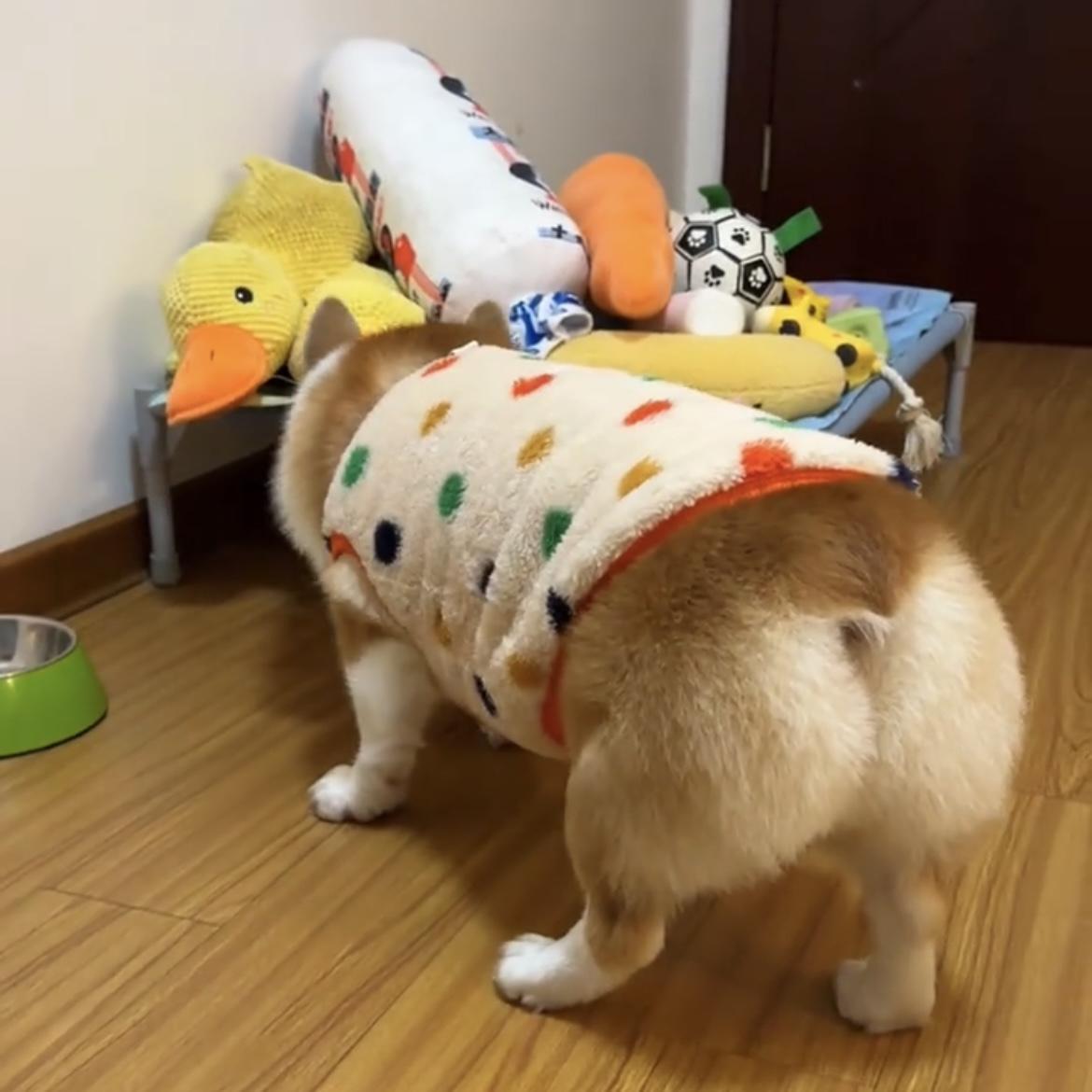 Corgi dog clothes autumn and winter clothes can be traced with fleece to keep warm, cute medium and large dog Shiba Inu French fight golden fleece