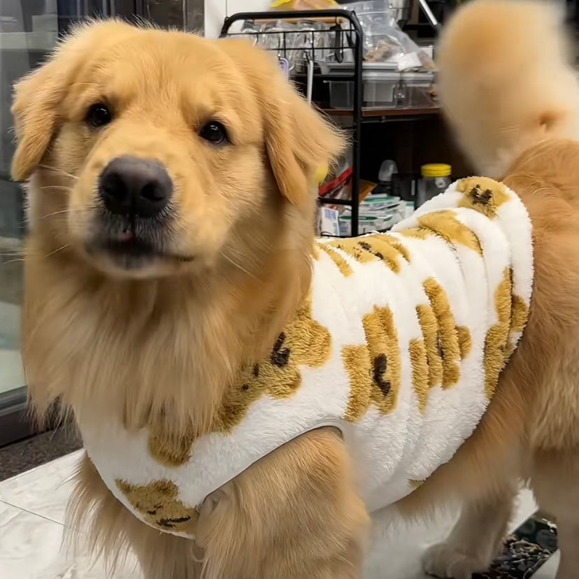 Border grazing clothes autumn and winter velvet to keep warm and prevent hair loss husky golden hair labrador large dog big dog cotton-padded clothes