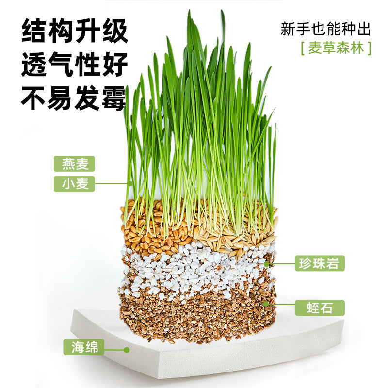 Gluttony Horse Dog Grass Dog Wheatgrass Dog Special Grass Dog Snacks Dog Supplies Lazy No Soil Dog Grass
