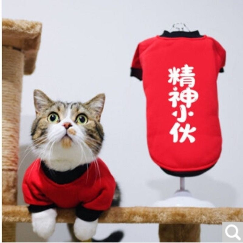 Handsome cat clothes autumn and winter clothes anti-hair loss and velvet warm kitten cloth blue cat kitten autumn and winter models
