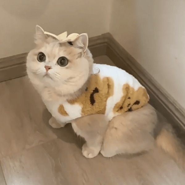 Cat clothes autumn and winter velvet can pull bear vest pet blue cat British short muppet silver gradient warm and cold proof