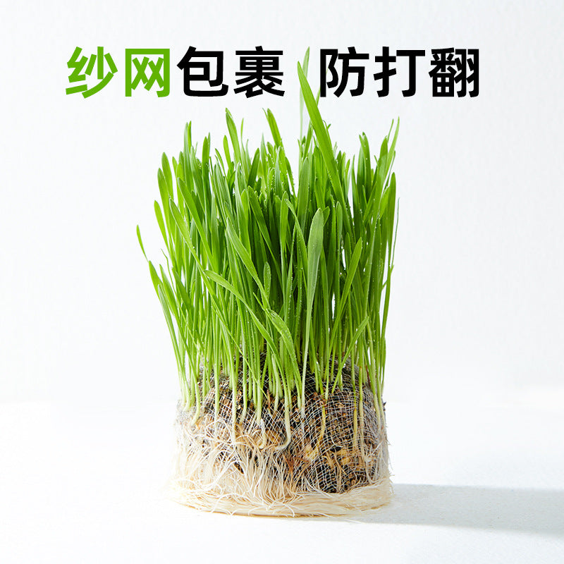 Gluttony Horse Dog Grass Dog Wheatgrass Dog Special Grass Dog Snacks Dog Supplies Lazy No Soil Dog Grass