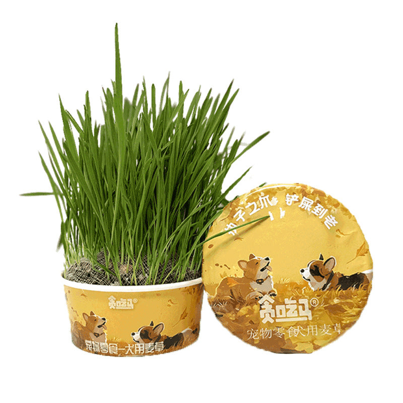 Gluttony Horse Dog Grass Dog Wheatgrass Dog Special Grass Dog Snacks Dog Supplies Lazy No Soil Dog Grass